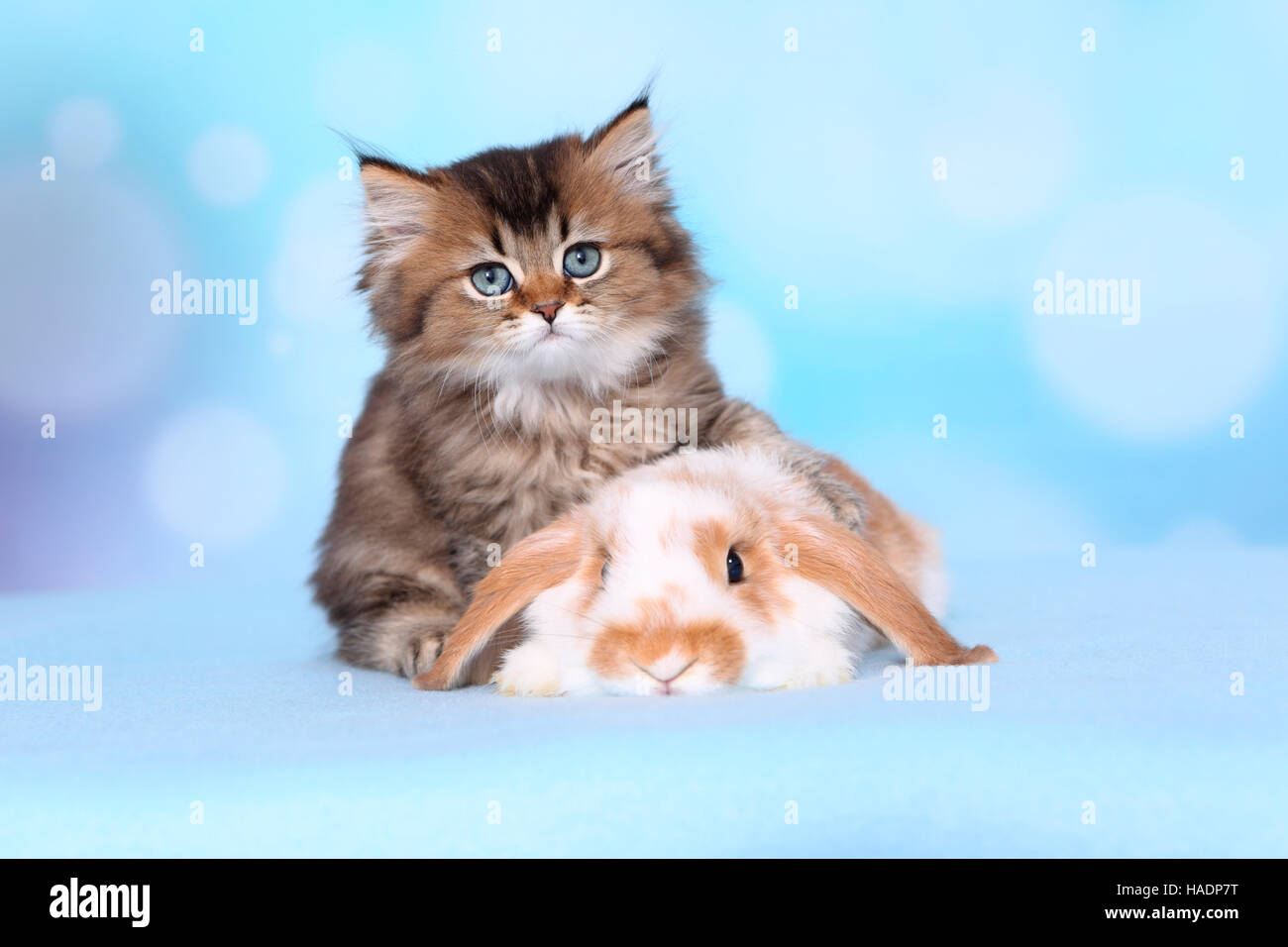 British Longhair and Dwarf lop-eared rabbit. Kitten (8 weeks old) and bunny on a light blue blanket. Studio picture against a blue background Stock Photo