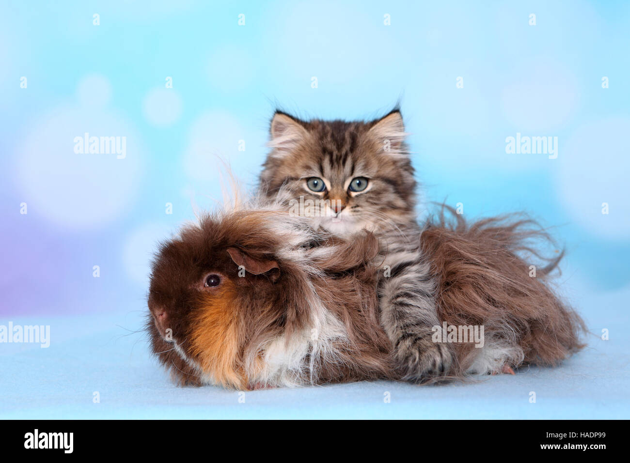 British Longhair and Long-haired Guinea Pig. Kitten (8 weeks old) and cavy on a light blue blanket. Studio picture against a blue background Stock Photo