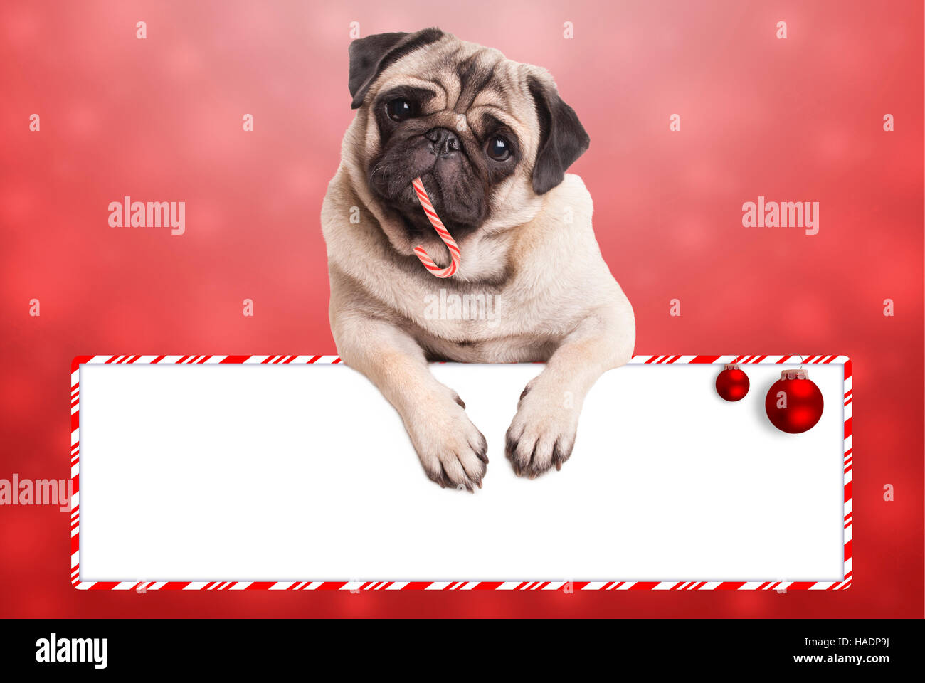 cute pug puppy dog eating candy cane for christmas, hanging with paws