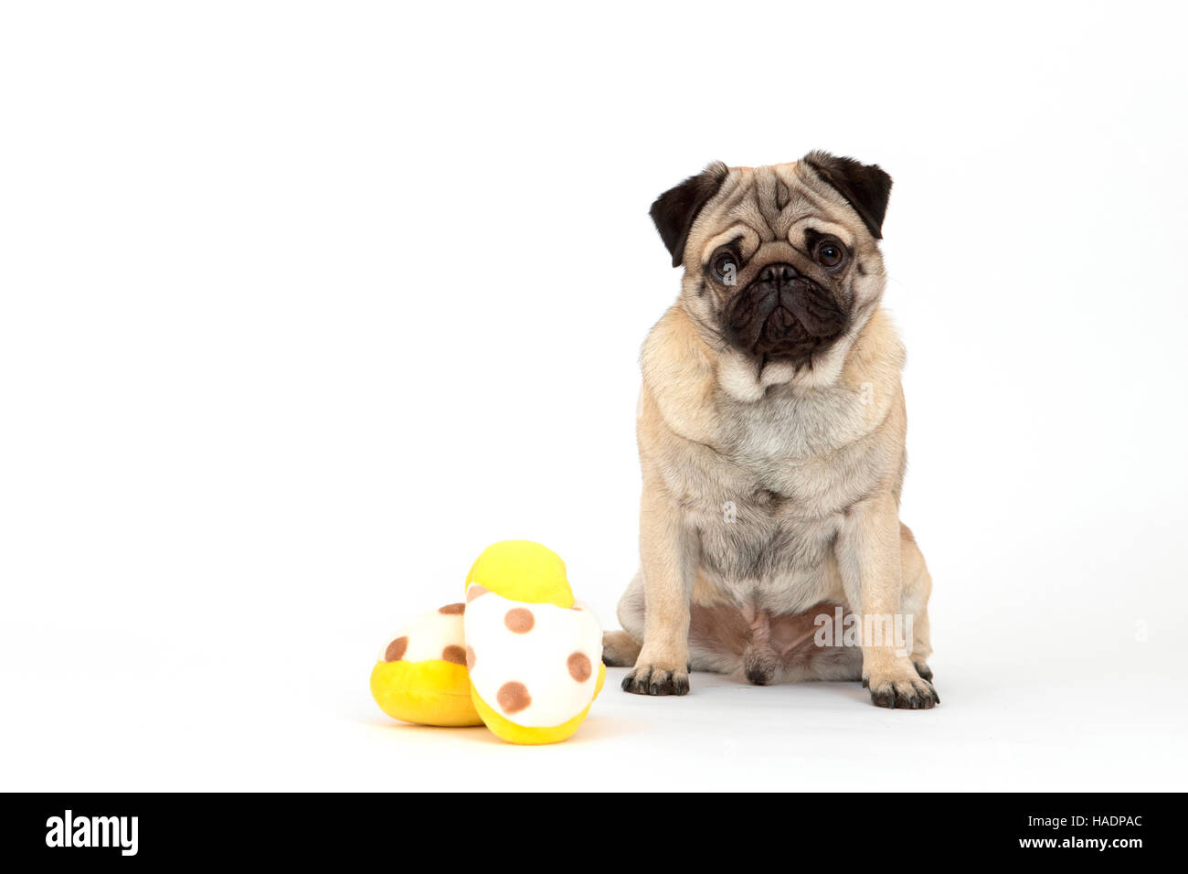 Pug. Adult male sitting next to slippers. Studio picture against whte background. Sale in German-speaking countries only Photo - Alamy
