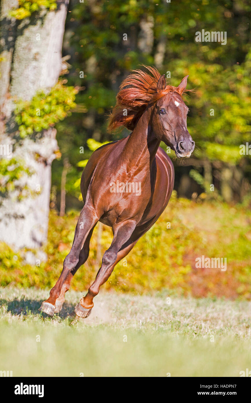 Arabian Horse. Chestnut mare galloping on a pasture. Germany Stock