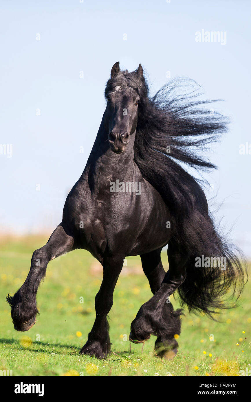 Frisian Horse. Black stallion trotting on a pasture. Germany Stock Photo