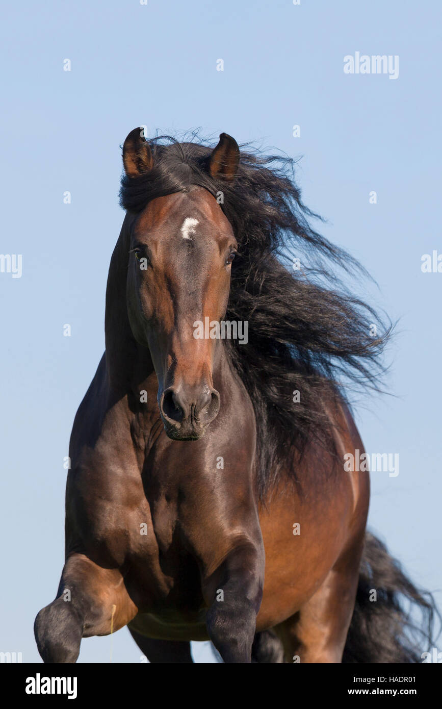 Pure Spanish Horse, Andalusian. Portrait of bay stallion with mane
