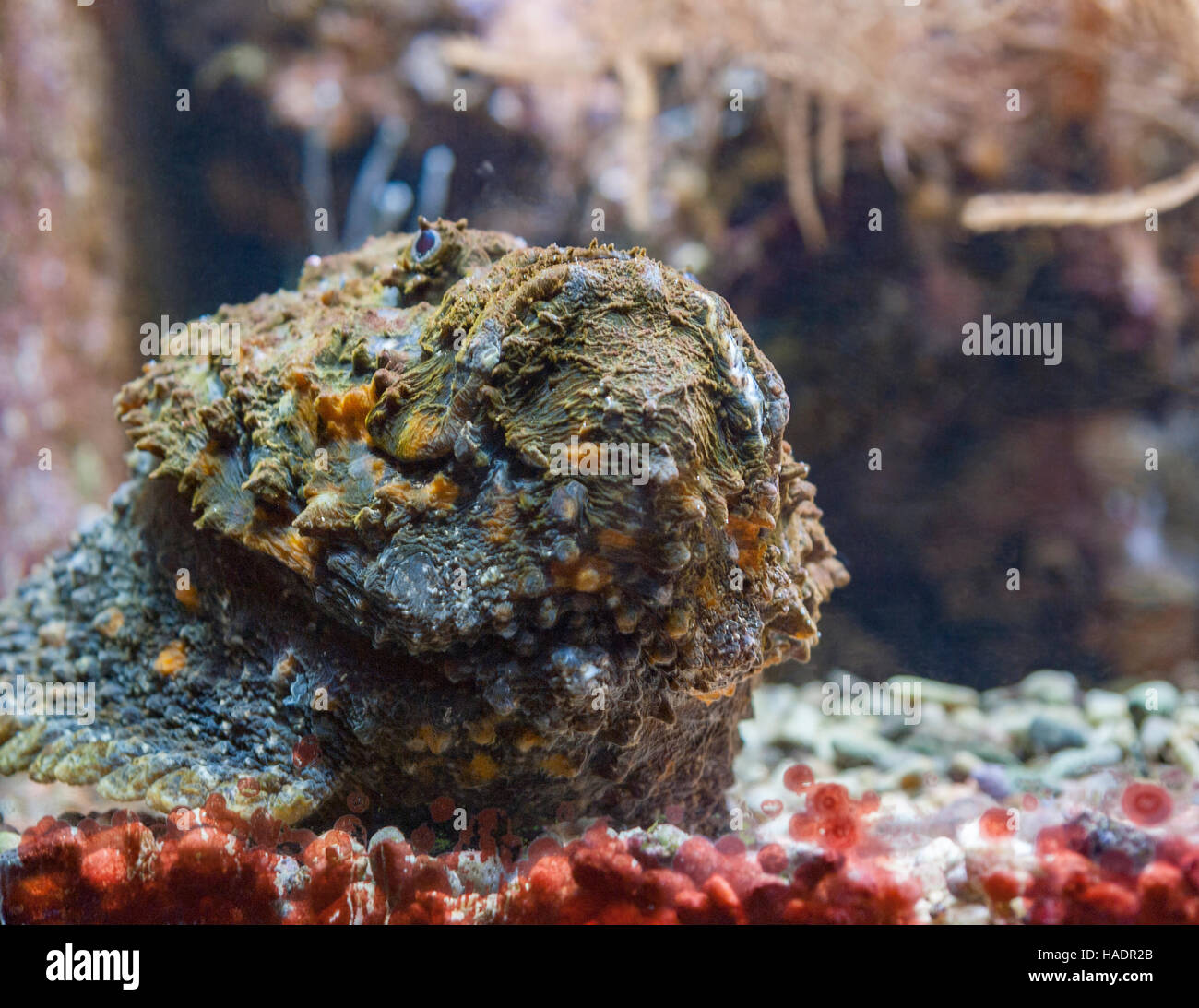 underwater scenery showing a stonefish portrait Stock Photo