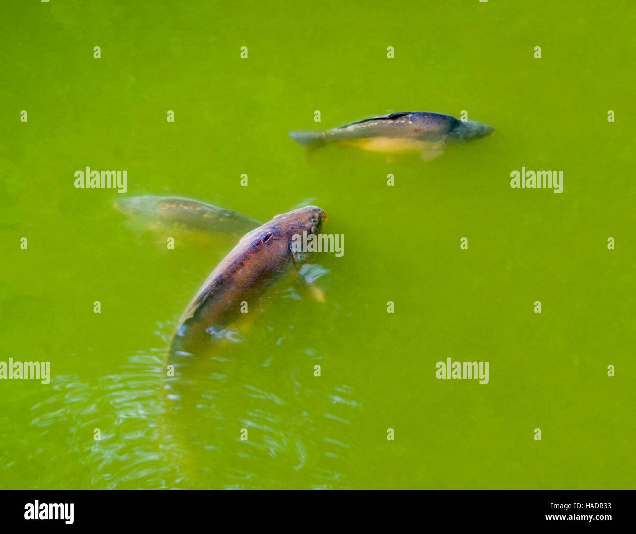 high angle shot of some common carps in green water ambiance Stock Photo