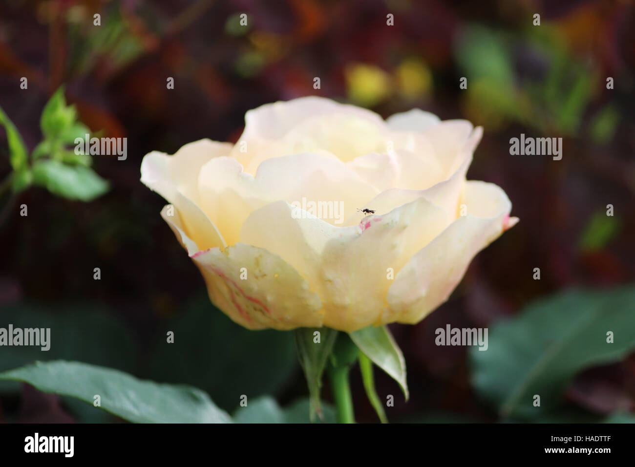 lonely beige tea rose is growing outdoors Stock Photo - Alamy