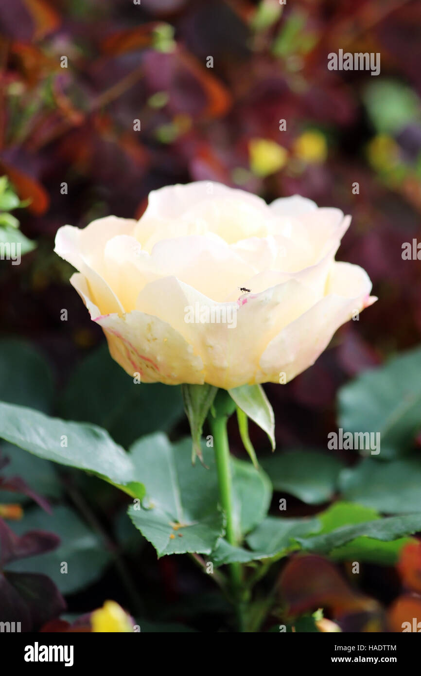 lonely beige tea rose is growing outdoors Stock Photo - Alamy