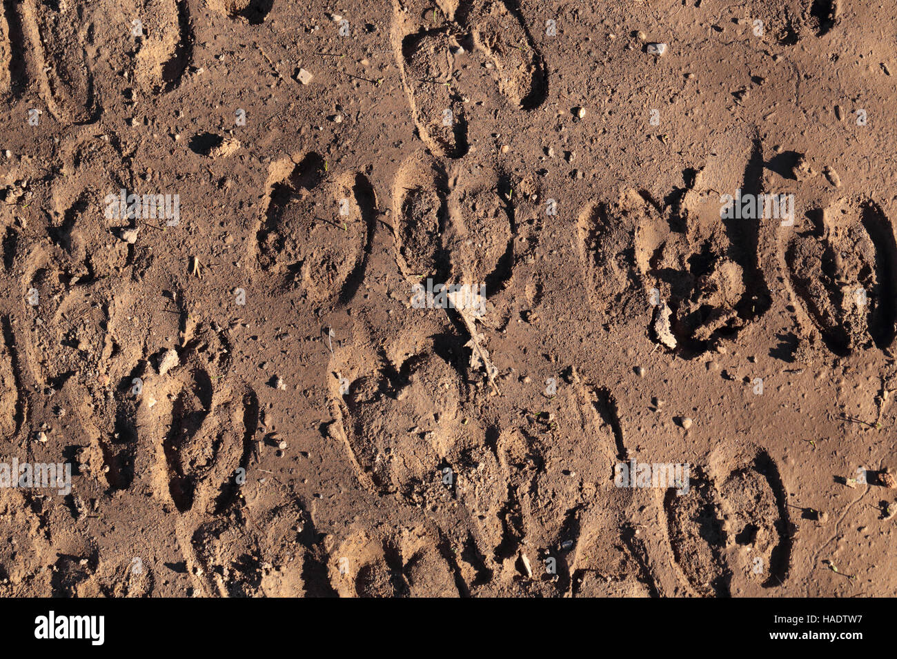 Cloven hoof hires stock photography and images Alamy