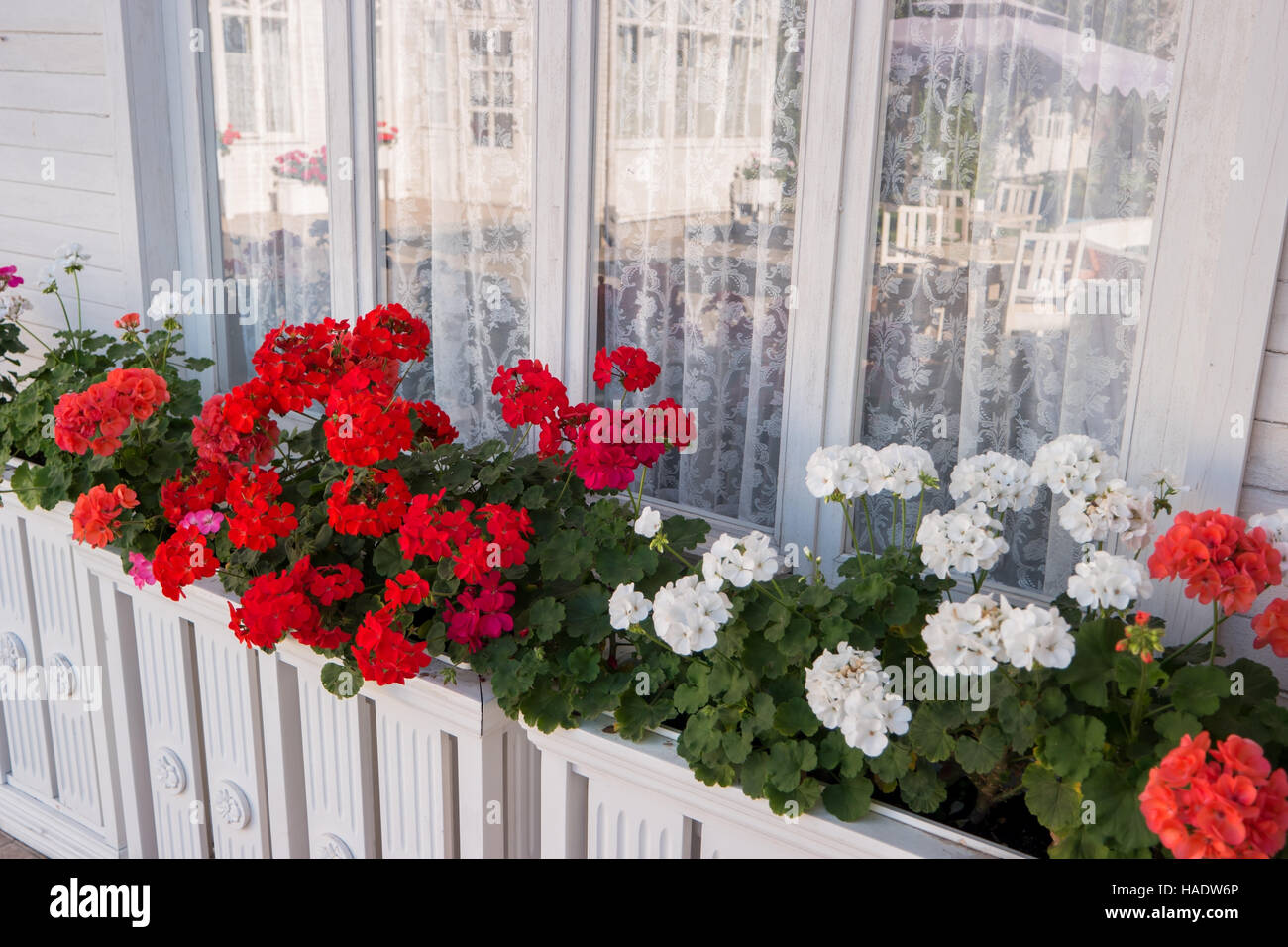 Flowers near house window. Reflection in glass. White and red petunias
