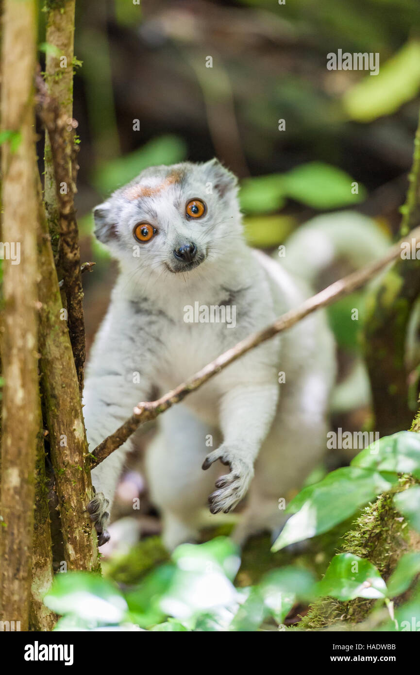 Madagascar, Albino Lemur Stock Photo