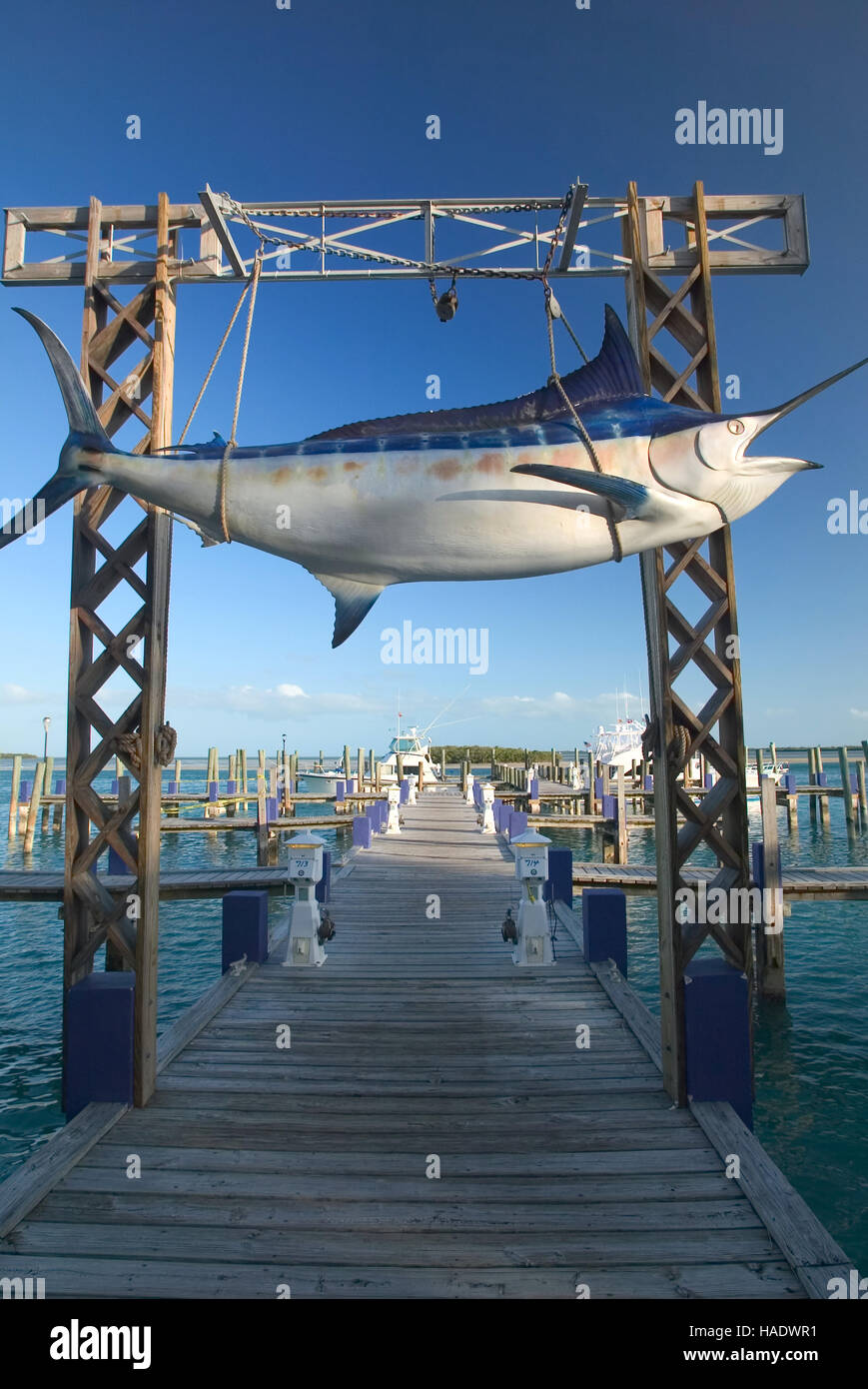 Giant marlin at the marina docks at Big Game Resort in Alice Town on the tiny Caribbean island of Bimini, Bahamas. Stock Photo