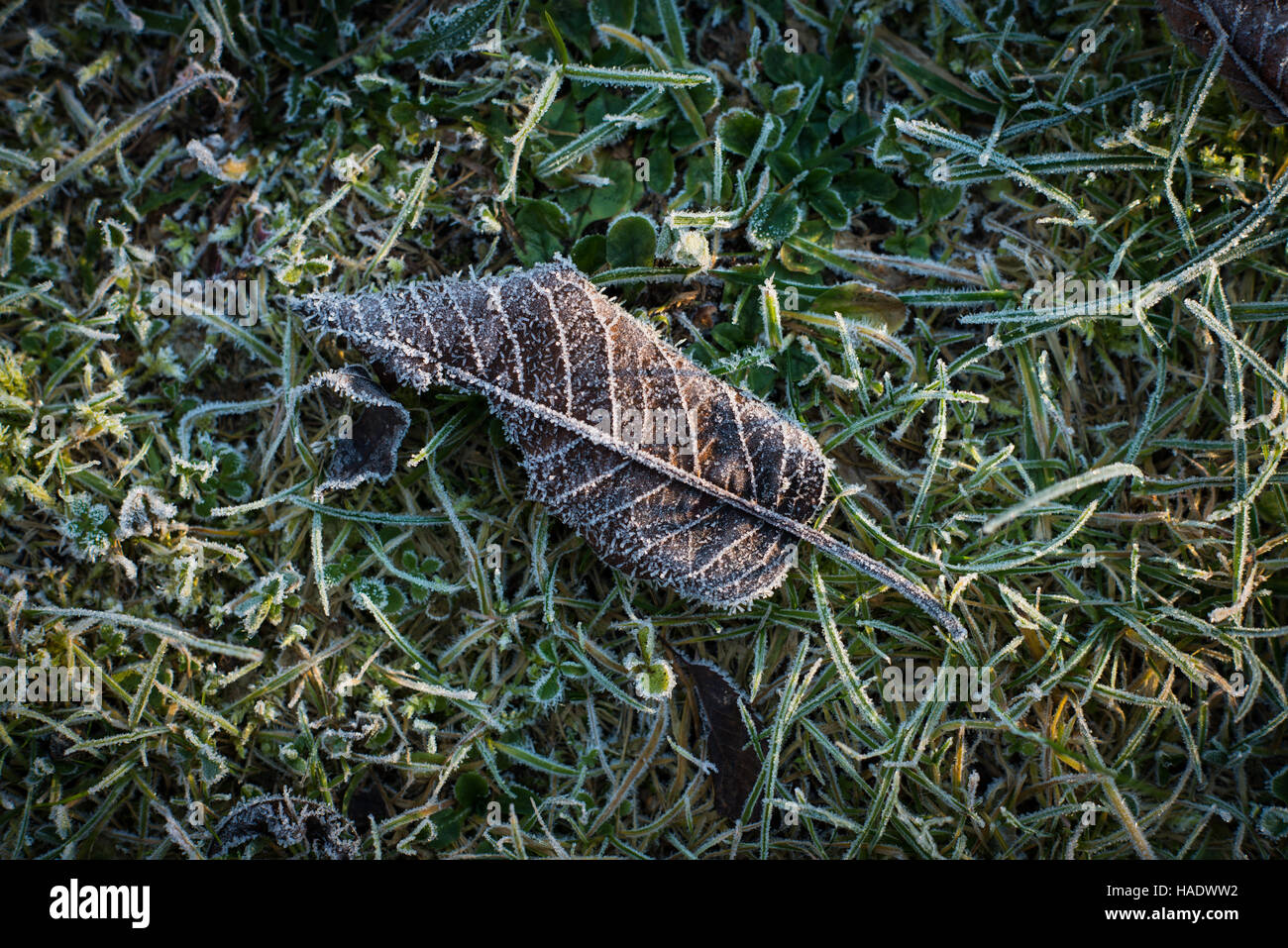 Frost covered leaf on frosty grass Stock Photo