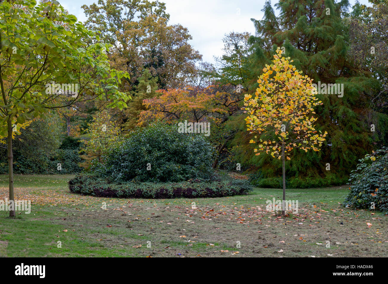 Round bed of shrubs with autumn trees Stock Photo