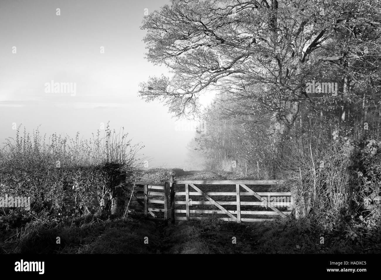 A monochrome image of an English landscape with a wooden gate by deciduous woodland on a misty, frosty morning in autumn. Stock Photo