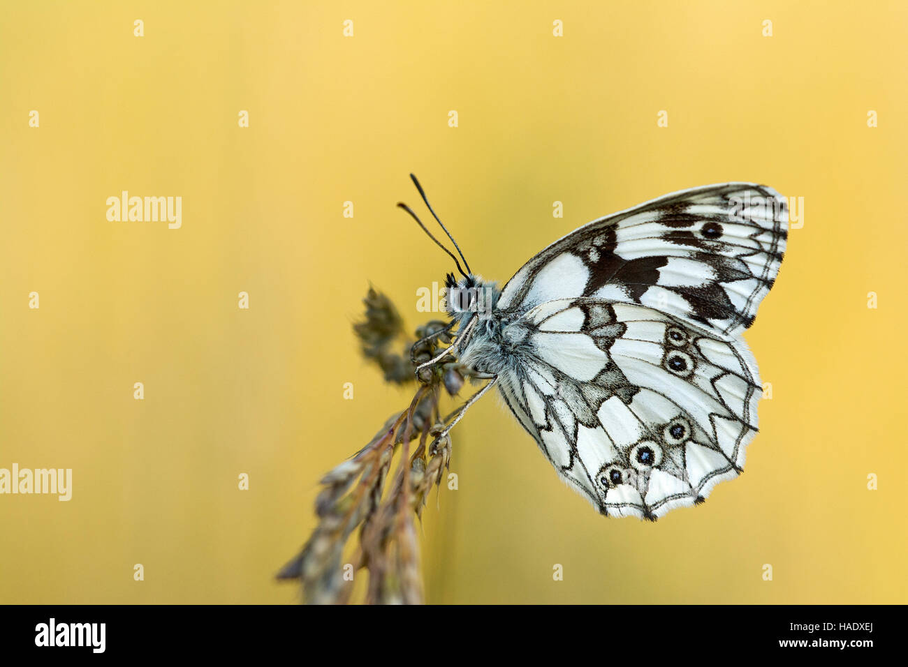 Marbled white (Melanargia galathea) butterfly, Burgenland, Austria Stock Photo