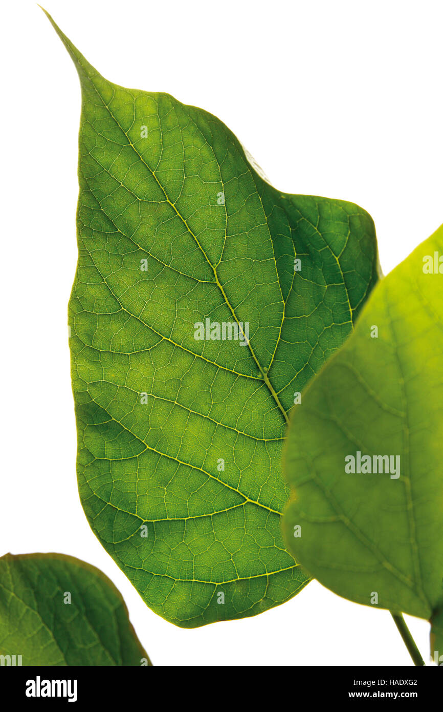 Catalpa leaves (Catalpa aurea Stock Photo Alamy