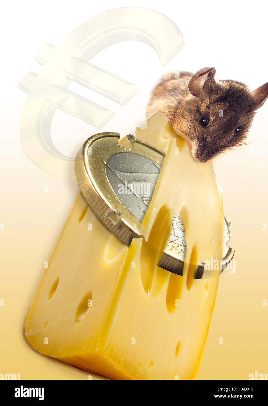 Mouse nibbling on wedge of Euro cheese Stock Photo