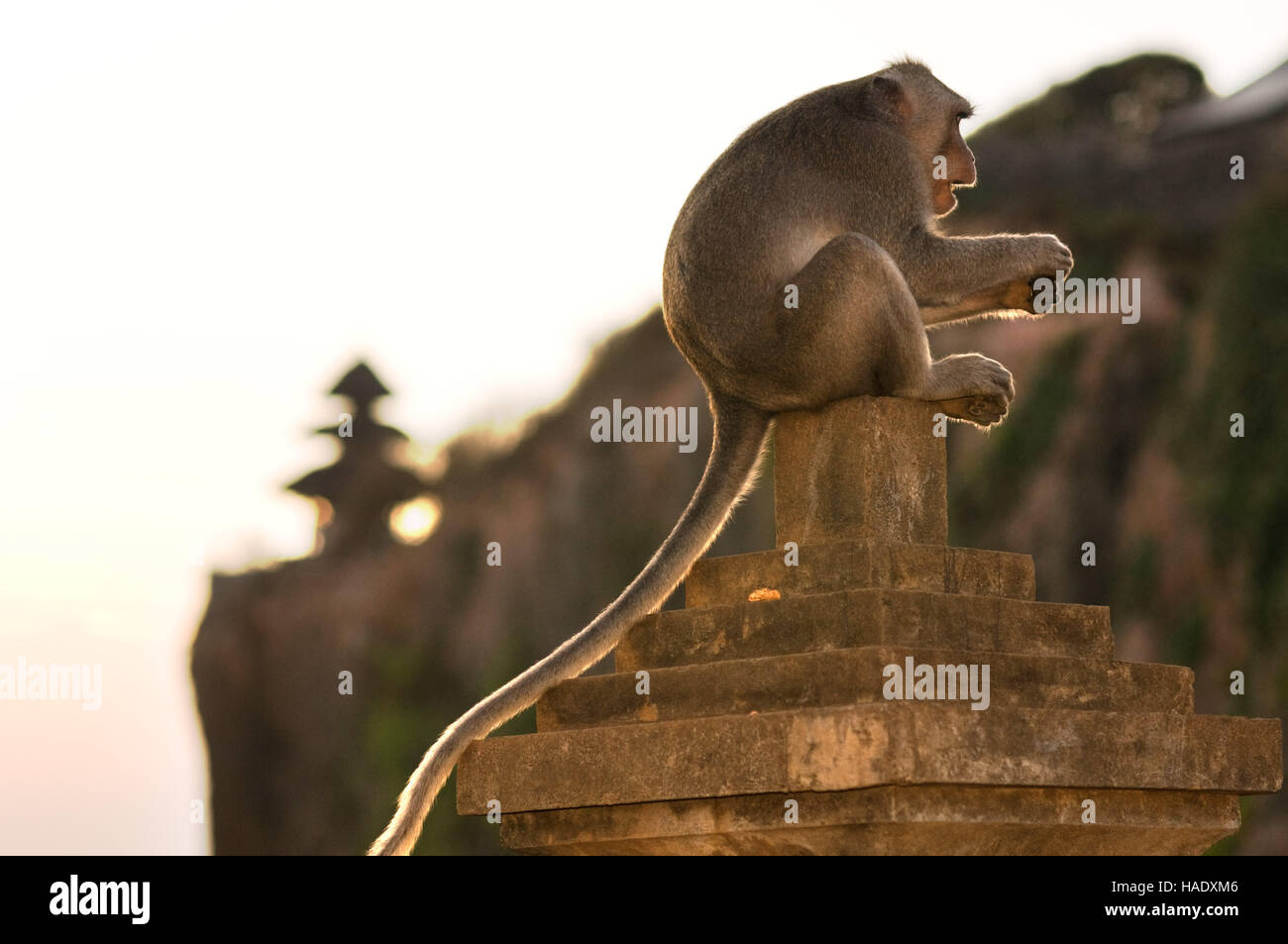 Monkeys along the cliffs next to the Ulu Watu temple Pura Luhur. Bali. Uluwatu Temple is a Hindu temple set on the cliff bank in south part of Bali Pe Stock Photo