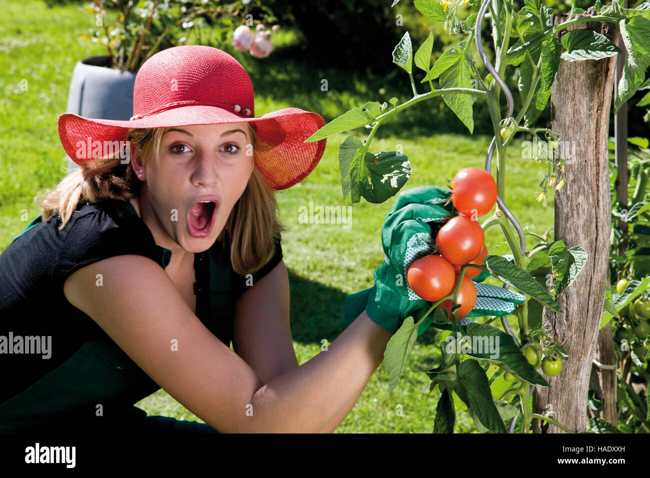 Surprised female gardener harvesting tomatoes Stock Photo