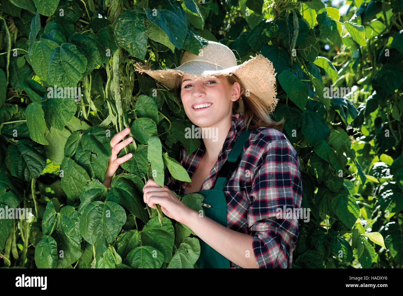Young woman with straw hat harvesting beans Stock Photo