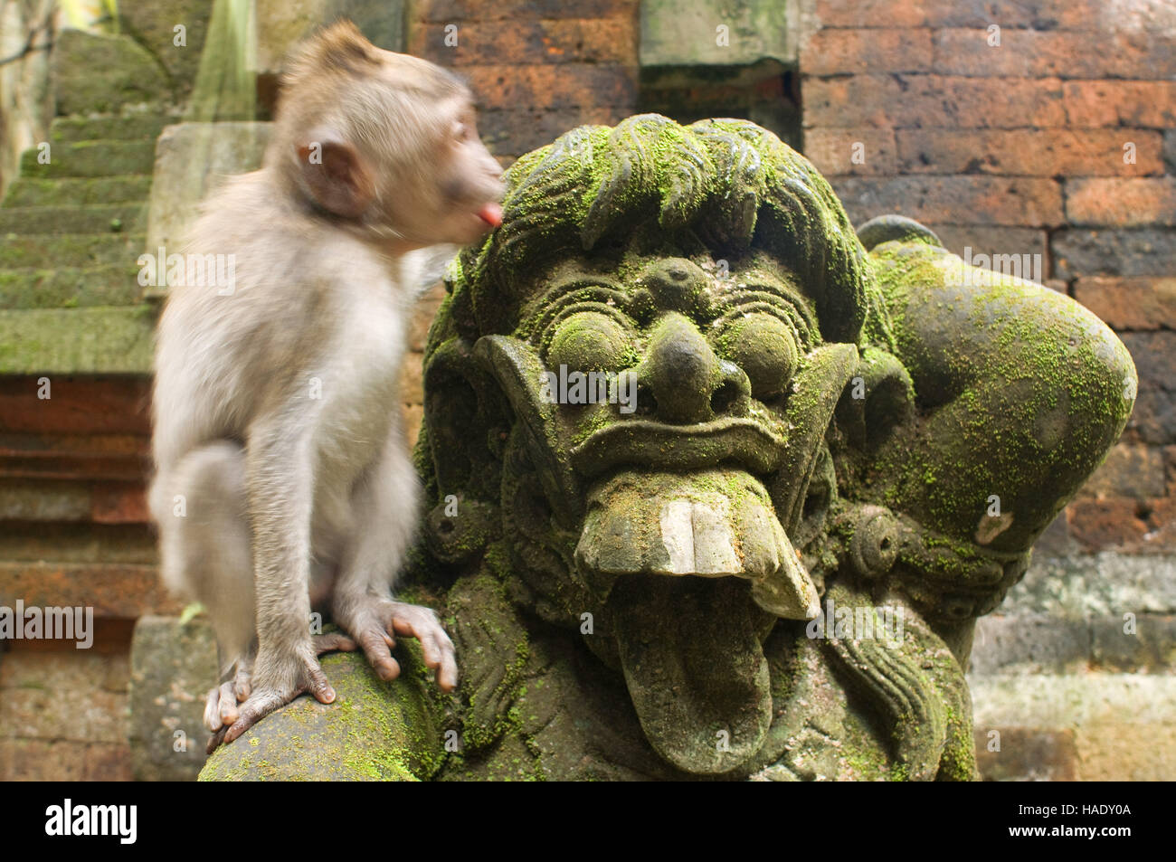 Monkeys having fun on stone statues of Hindu Holy Monkey Forest. Ubud. Bali. Laughter. The Ubud Monkey Forest is a nature reserve and temple complex i Stock Photo