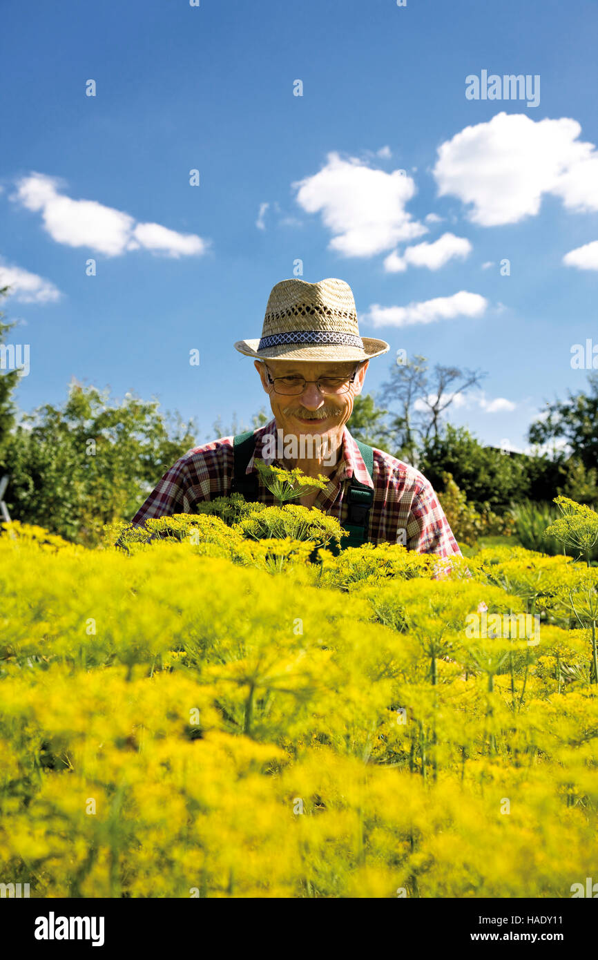 Proud gardener in front of flowering dill patch Stock Photo