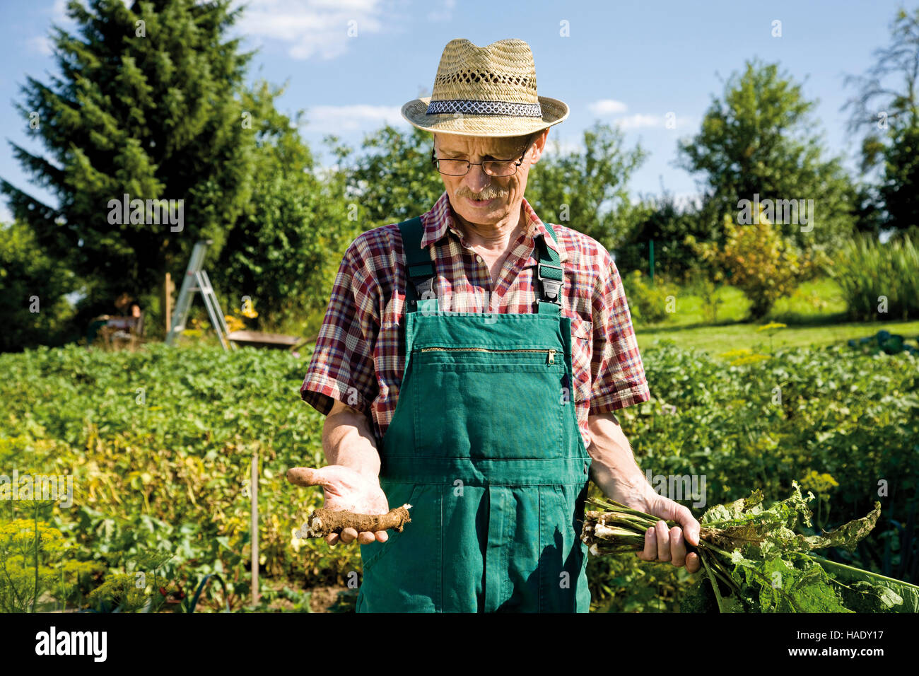 Gardener with harvested horse radish in his hands Stock Photo