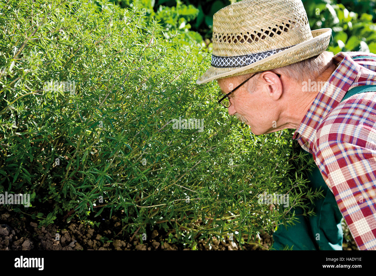 Gardener in front of his fragrant savory patch Stock Photo