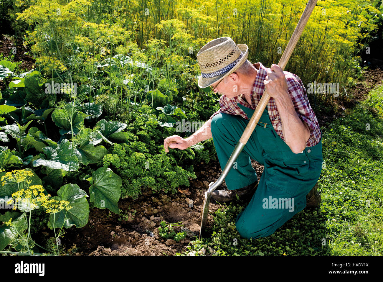 Gardener checking on his vegetable patch Stock Photo