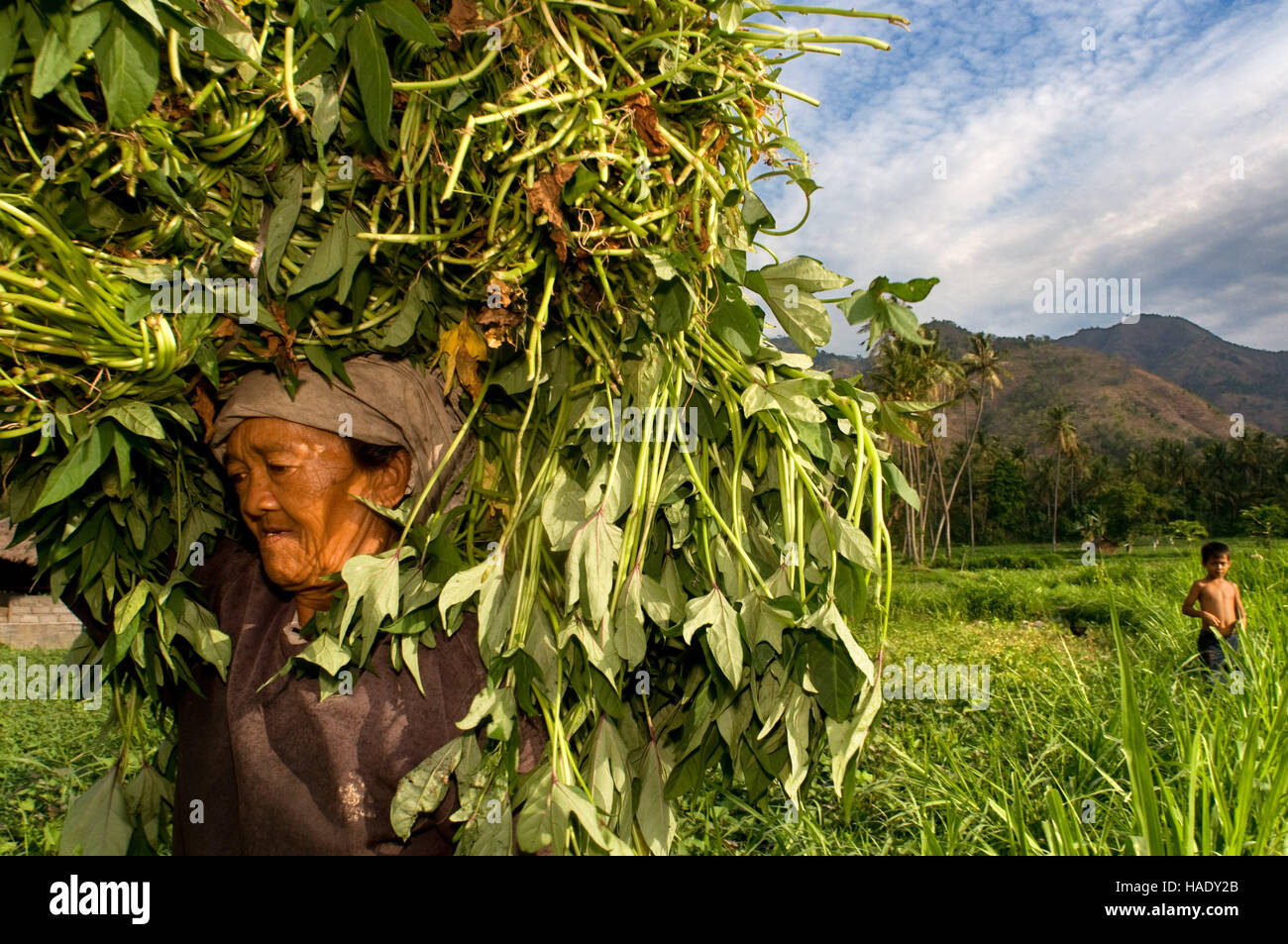 An old woman collects harvest in a field near the fishing village of Amed East Bali culture