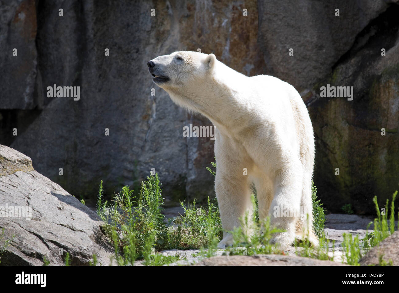 Polar bear at the Zoo in Berlin Stock Photo