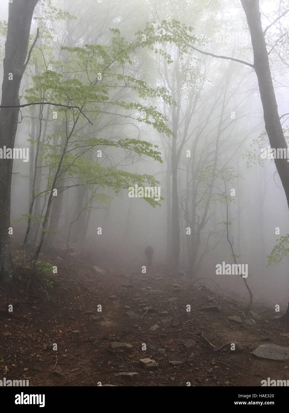 Person in the forest hi-res stock photography and images - Alamy