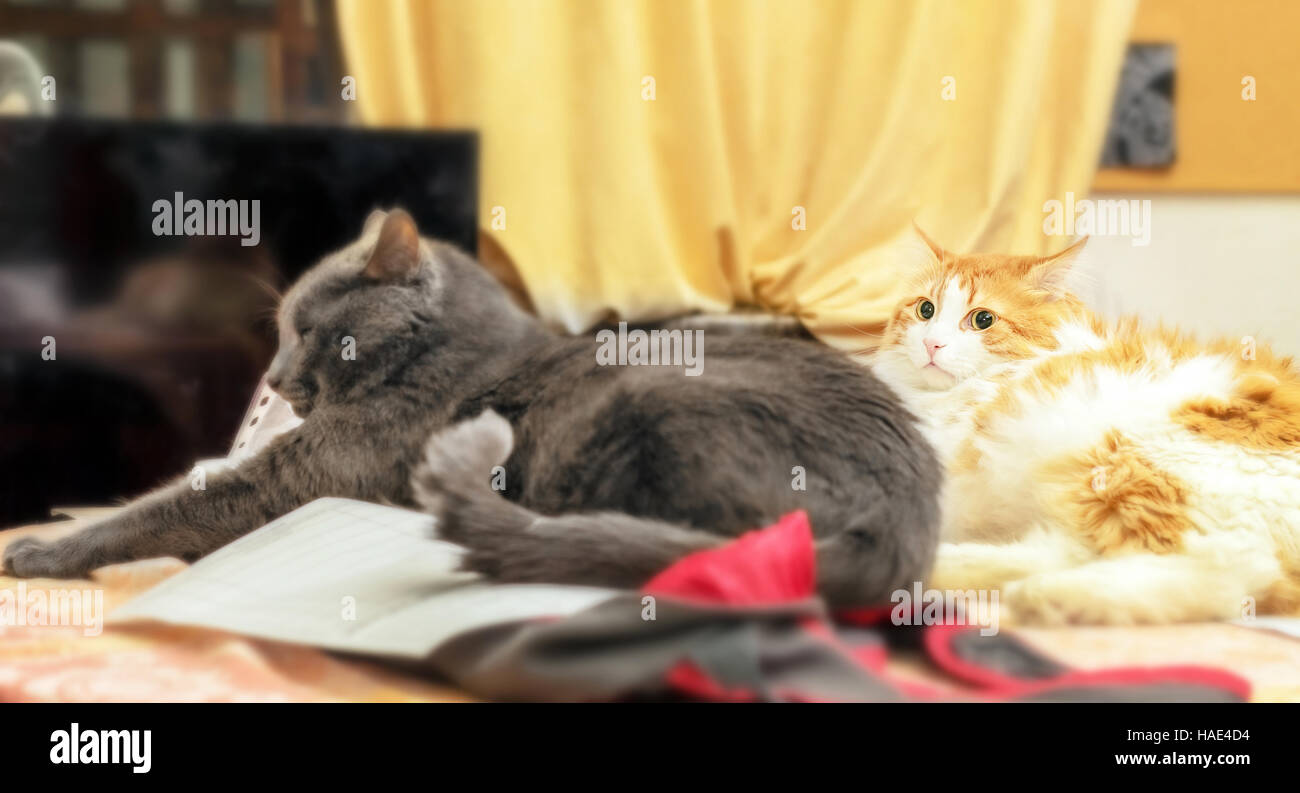 Red and gray adult cats on table in room Stock Photo
