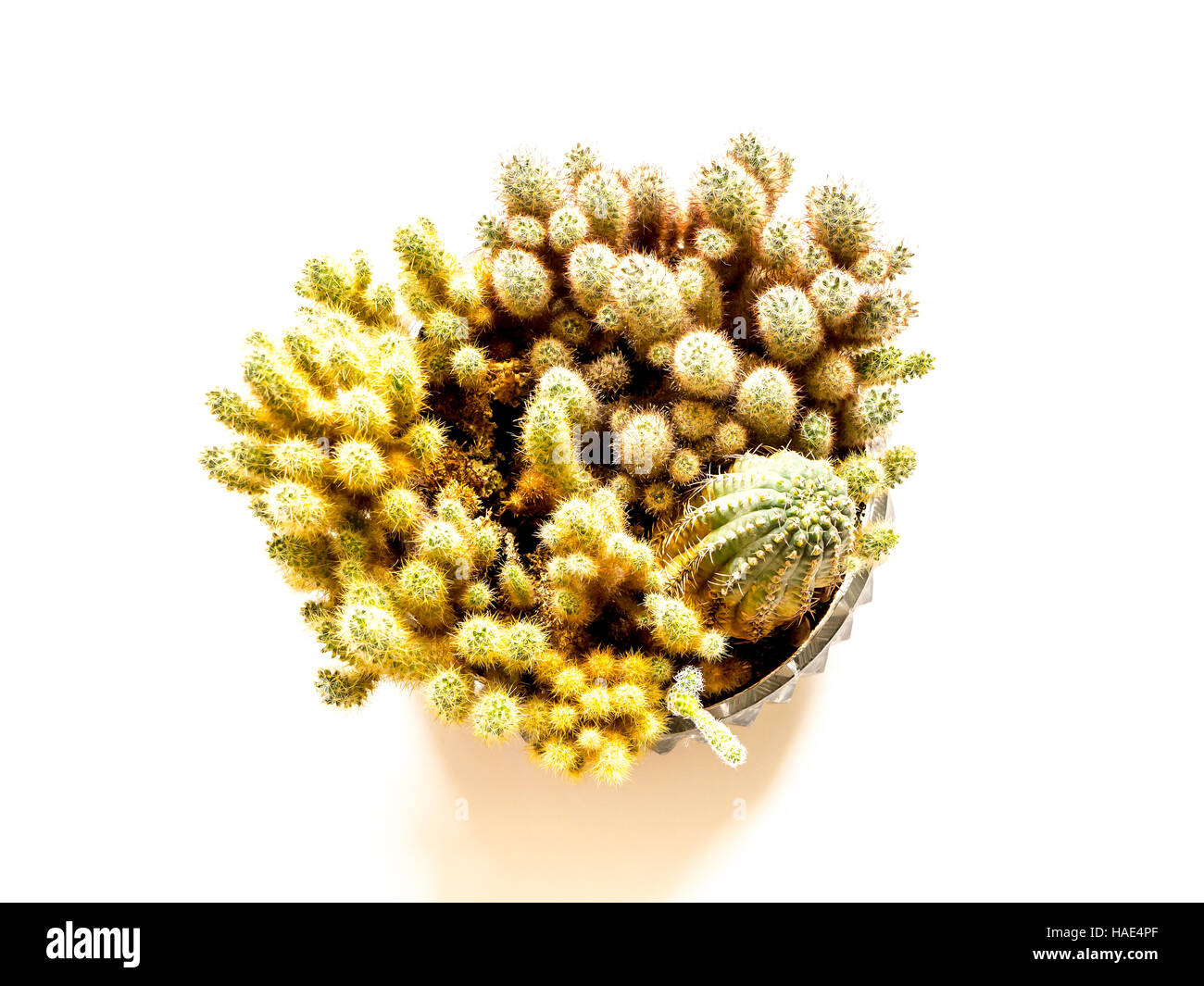 The nature green isolated Cactus. Stock Photo