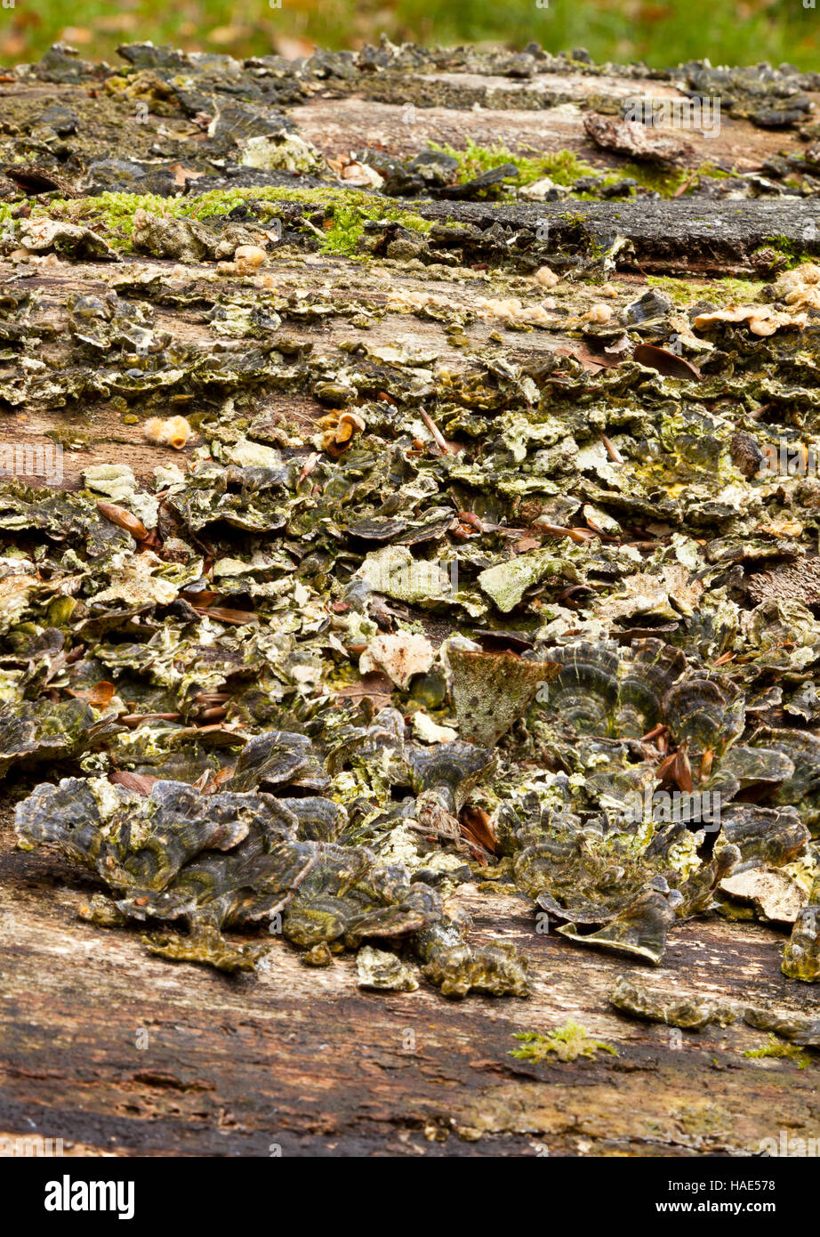 Various fungus growing on a fallen tree Stock Photo - Alamy