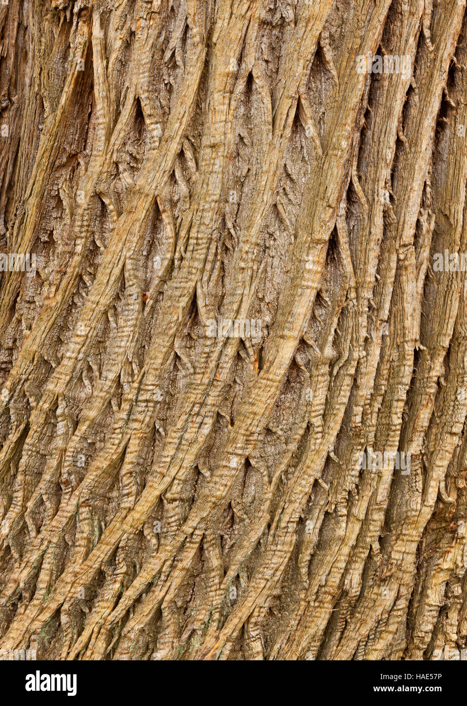 Horse Chestnut Tree Bark High Resolution Stock Photography and Images