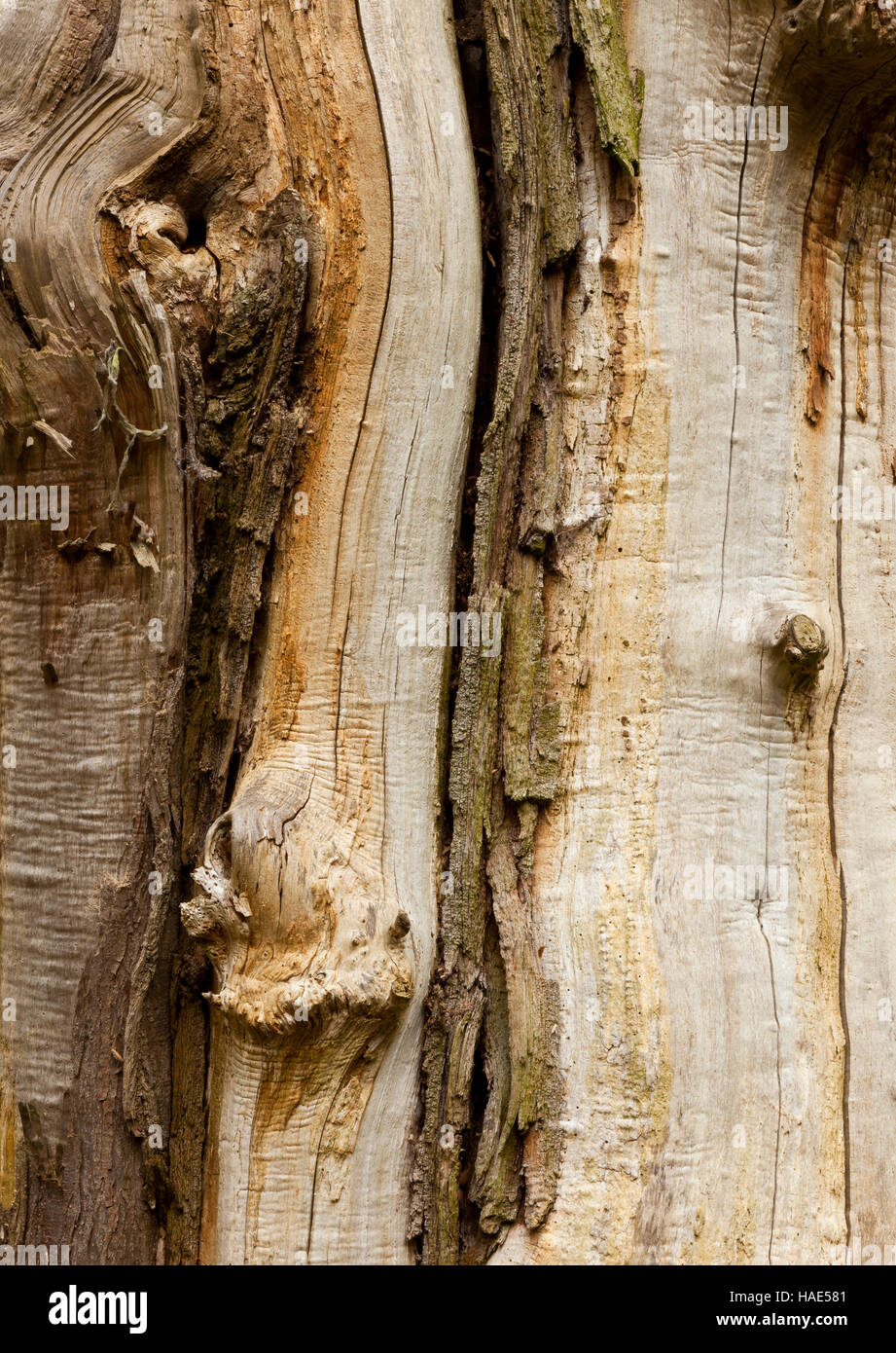 Dead tree bark hires stock photography and images Alamy