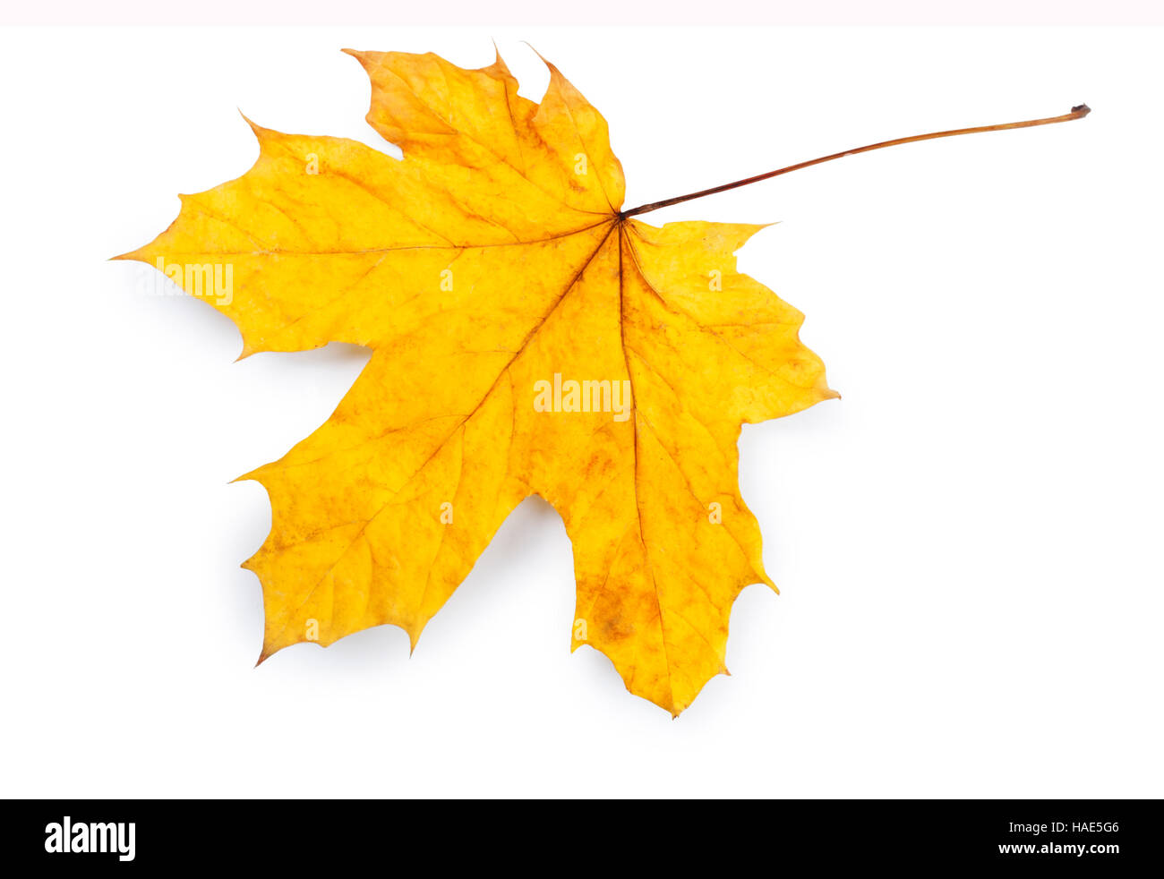 Maple Leaf - John Gollop Stock Photo