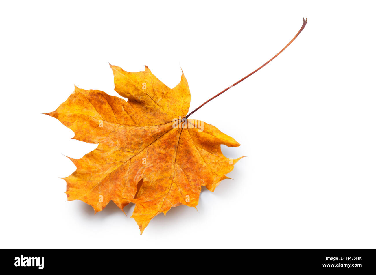 Maple Leaf - John Gollop Stock Photo