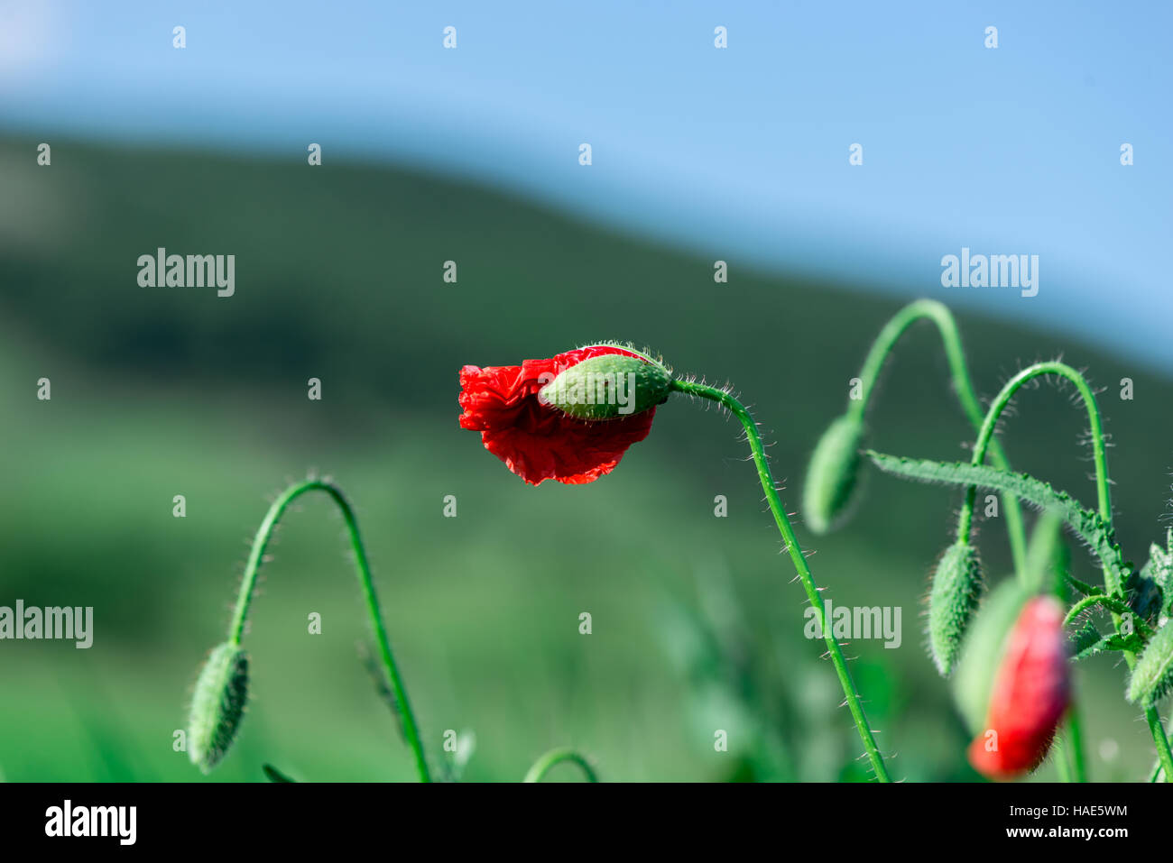 beautiful red flower Stock Photo