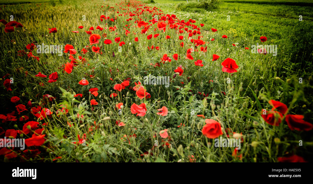 Poppies flowers hi-res stock photography and images - Alamy