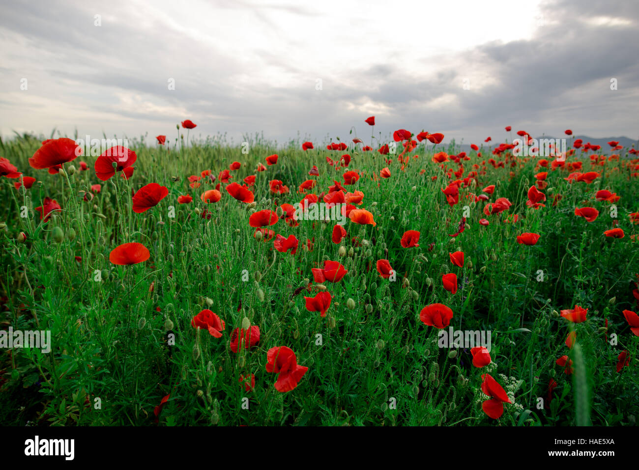 Pretty beautiful red flowers hi-res stock photography and images - Alamy