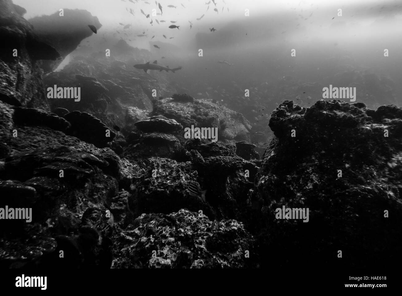 Coral reef background Black and White Stock Photos & Images - Alamy