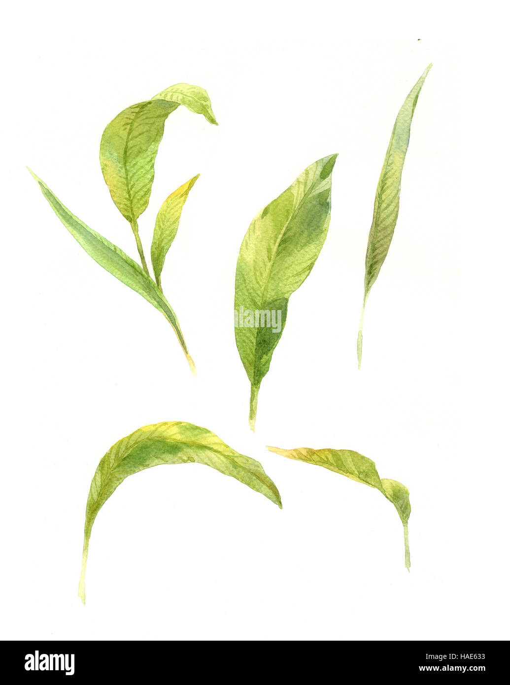 watercolor painting of green leaves on white background Stock Photo - Alamy