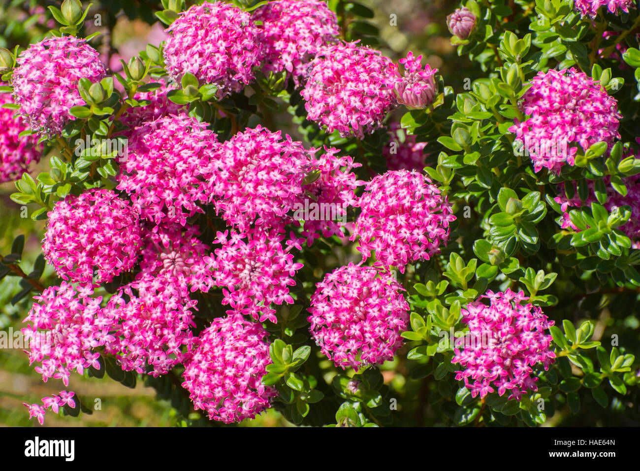 Pimelea ferruginea... Western Australian Wildflower, Stock Photo