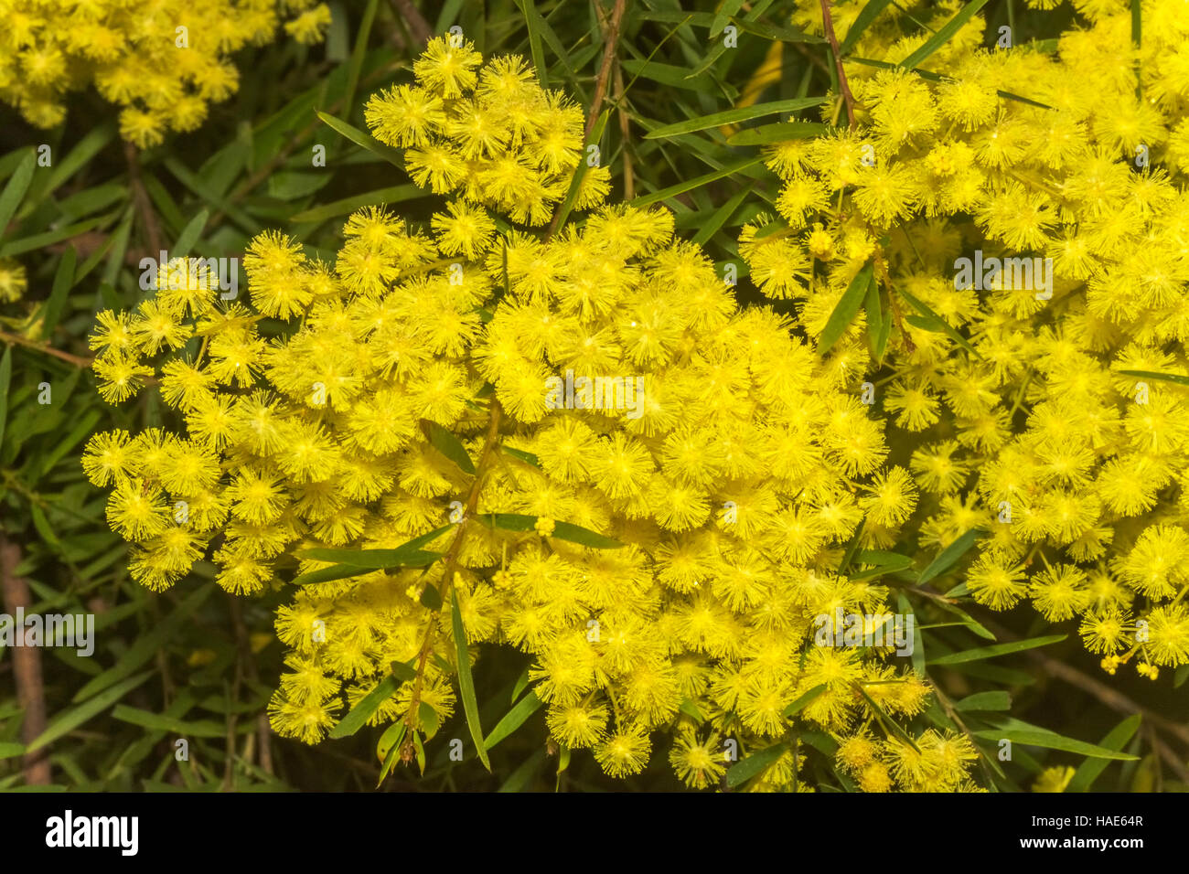 West Australian wattle acacia species in full bloom, Stock Photo