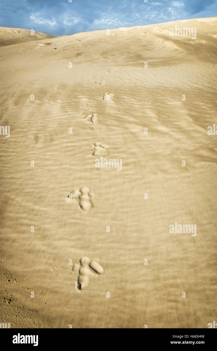 Emu Tracks , In the Sand dunes Lancelin, Western Australia Stock Photo ...