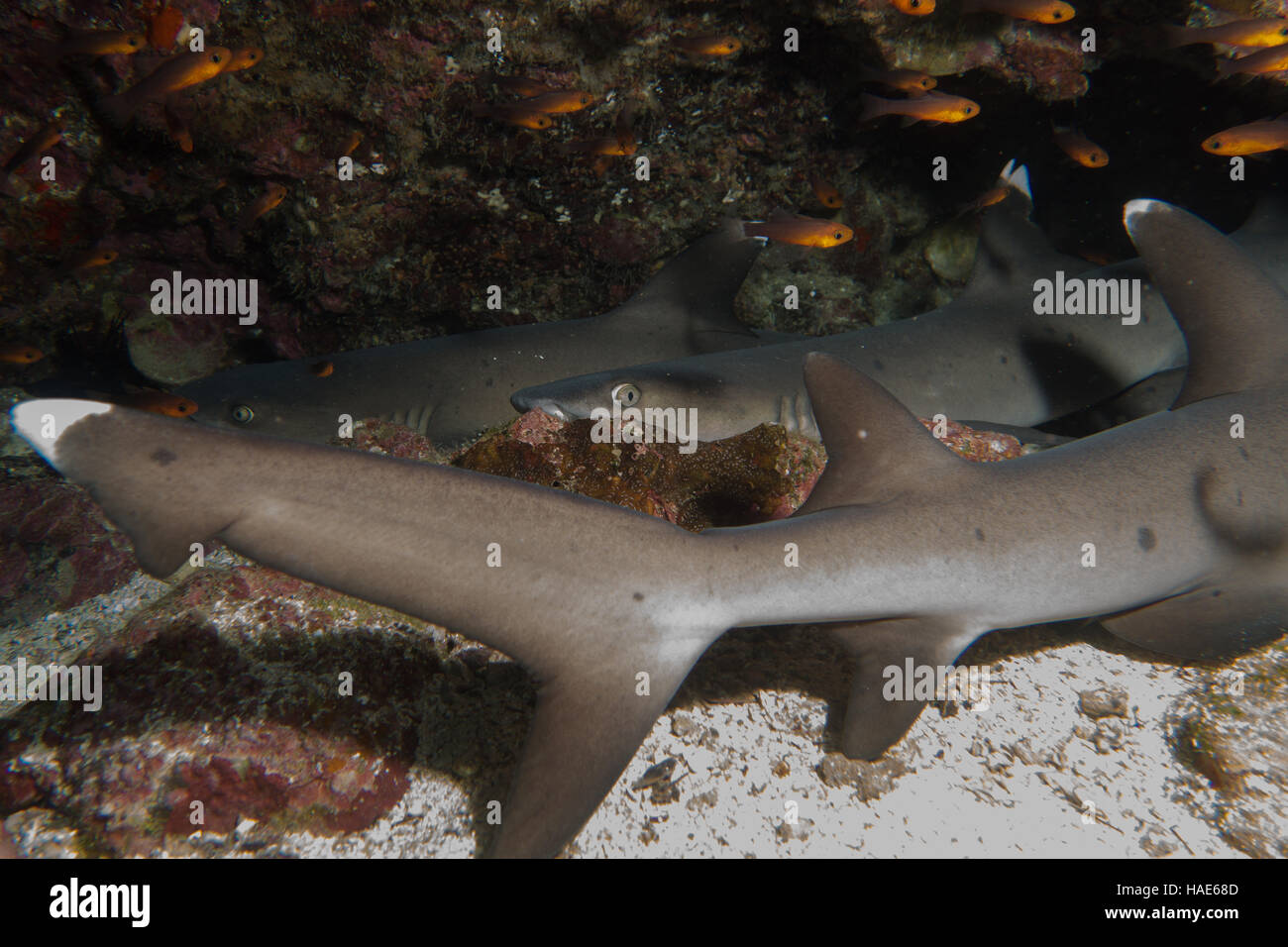 Multible whitetip sharks sleeping Stock Photo Alamy