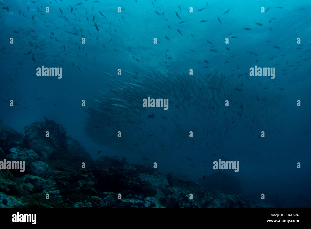 School Of Barracuda Stock Photo Alamy
