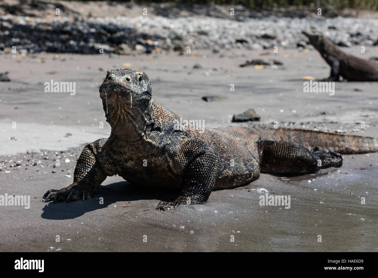 Komodo dragons (Varanus komodoensis) lay on a remote beach in Komodo
